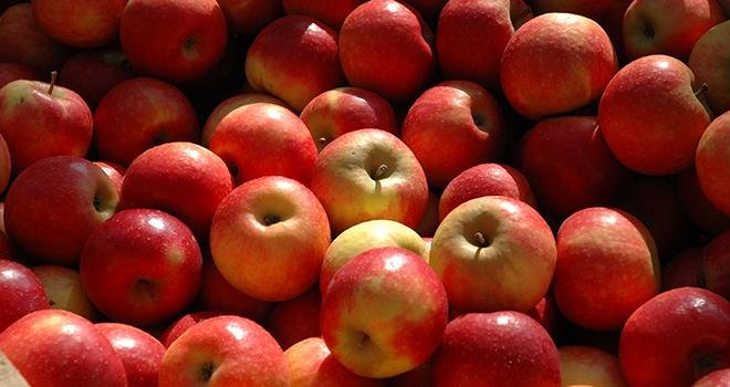 Fin février 2019, les stocks de pommes étaient inférieurs de 1 % à ceux de 2018 et de 10 % à la moyenne des cinq dernières campagnes. Photo : C. Poulain