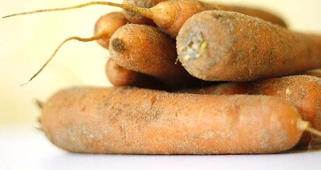 La carotte de Créances, cultivée dans les terres de sable de la Manche, est particulièrement sensible au nématode à kyste. Photo : monregard/adobe stock