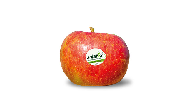 En tout, ce sont 2 228 tonnes de pommes Antarès® qui ont été récoltées en 2018. Photo : Antarès