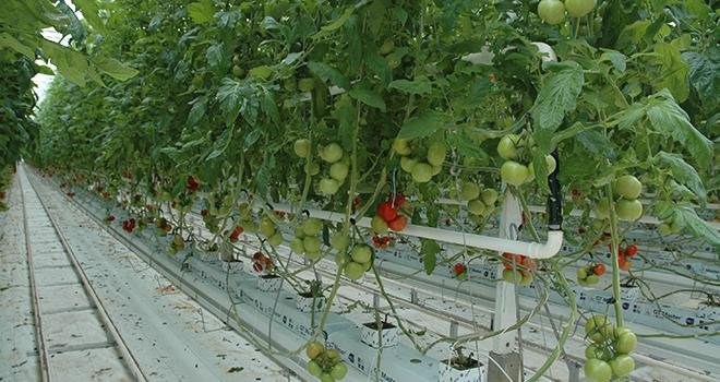 Prince de Bretagne, Savéol et Solarenn pèsent 50% de la production de tomates en France. Leur objectif est que 30 à 40% de cette production porte à terme les couleurs du nouveau label " Cultivées sans pesticides". Photo : DR