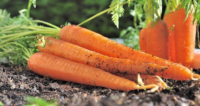 La production nationale de carottes pour le frais de la campagne 2018-2019 reculerait de 13 % sur un an. Photo : coco - Adobe Stock