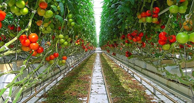 L'AOPn Tomates et Concombres de France poursuit son chemin vers les pratiques à haute valeur environnementale. Photo : photlook
