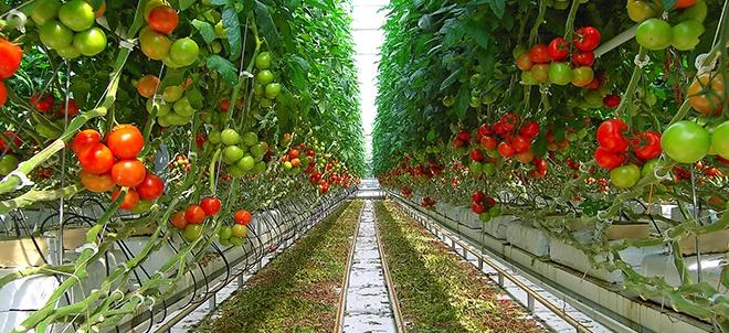 Spécial tomates-concombres • Hors-sol, mais bien d