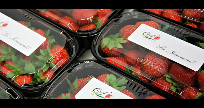 La nouvelle variété de fraise mise au point par le Ciref et présentée lors du Vinitech 2018 sous le code CIR121, cherche encore son futur nom. Photo : O.Lévêque/Pixel Image