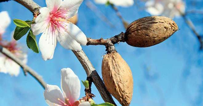 La Collective des amandes de Californie est une association sans but lucratif qui gère l'Office fédéral des producteurs d'amandes, sous la supervision du ministère de l’Agriculture des États-Unis. Photo : Fotolia