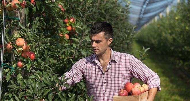 La hausse des charges liée à la suppression du TO-DE pourrait fortement porter préjudice à la filière pomme et poire, selon l'ANPP. Photo : Budimir Jevtic/Fotolia