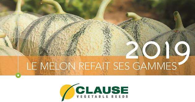 Dans son catalogue 2019, Clause propose 3 nouvelles variétés de melon, adaptées aux besoins actuels des producteurs. Photo : HM. Clause