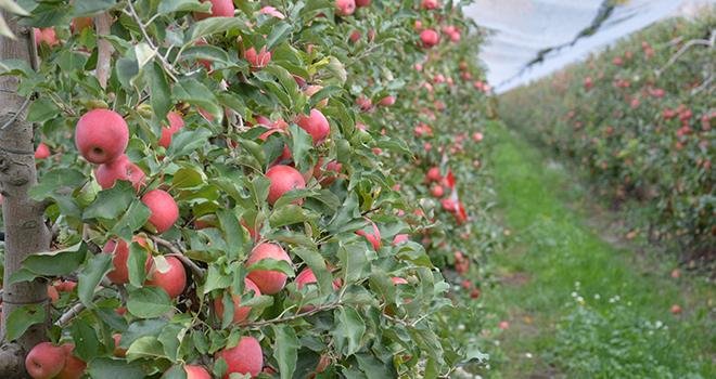 À l’EARL Gailet, ces pommes Pink Lady® de la variété Cripps pink cov sont prêtes à être récoltées. Photo : C. Even /Pixel Image
