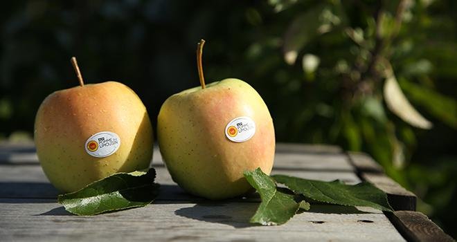 Fin 2018, dans plusieurs magasins Super et Hyper U et Monoprix,  l’AOP pomme du Limousin proposera aux clients des animations en réalité virtuelle permettant la visite de ses vergers. Photo : AOP pomme du Limousin 