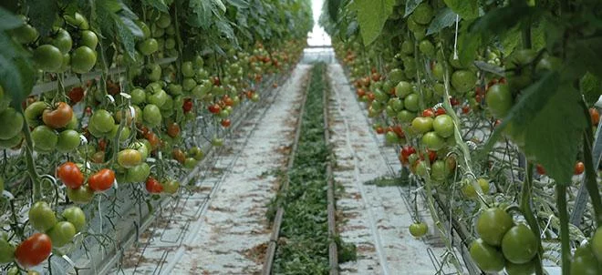 Tomates sous abri : un éventail de bioagresseurs à