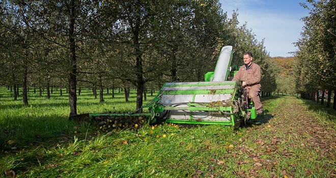 Les épisodes chauds et secs observés durant l’été ont permis de débuter la récolte de pommes à cidre avec une avance de deux semaines. Photo : Unicid - Cidres de France. 