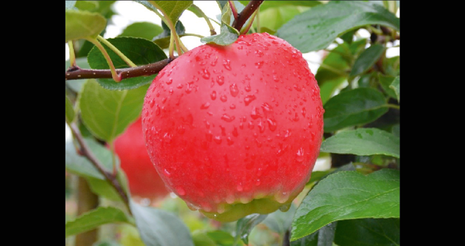 La nouvelle variété précoce de pomme HC2-1 a été mise au point par l'obtenteur IFO. Photo : IFO
