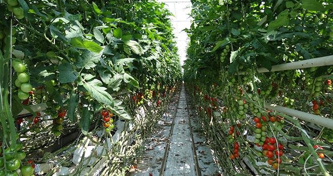 Le rapprochement entre Rougeline et la coopérative Caldabret vise à renforcer le poids des deux organisations sur la filière tomate notamment. Photo : R.Poissonnet/Pixel image