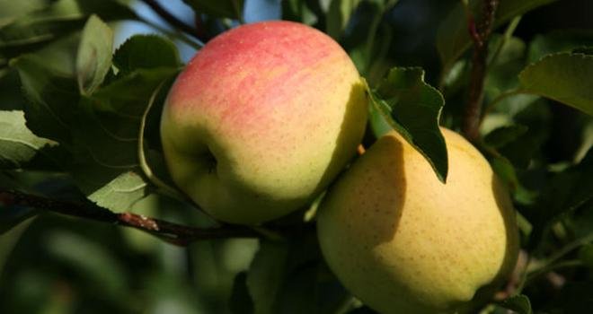 L’AOP pomme du Limousin, seul AOP pommes de France, représente 5% des pommes produites en France (et 18% des golden). Photo : Pomme du Limousin