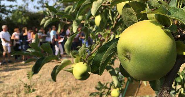 À l'occasion de la journée technique pomme chez Sud Expé, Matthieu Bouniol a insisté sur les mesures prophylactiques à mettre en place contre le feu bactérien. © A.Bressolier/Pixel Image