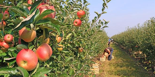 En Italie, la Coldiretti s'attend à une récolte de pommes en recul. © Branex/Fotolia 