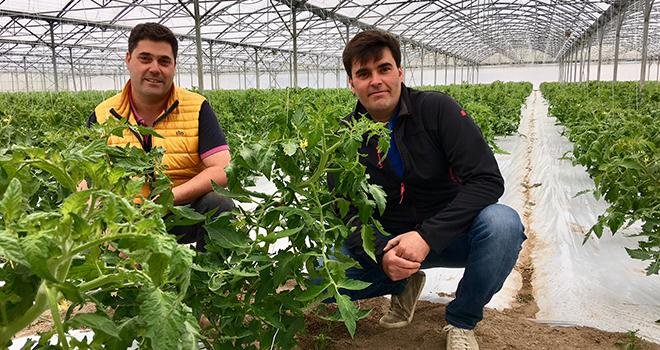 Damien et Jean-Édouard Brelet produisent cette année 5 000 m² de tomate Locabelle en pleine terre. Photo : O.Lévêque/Pixel Image