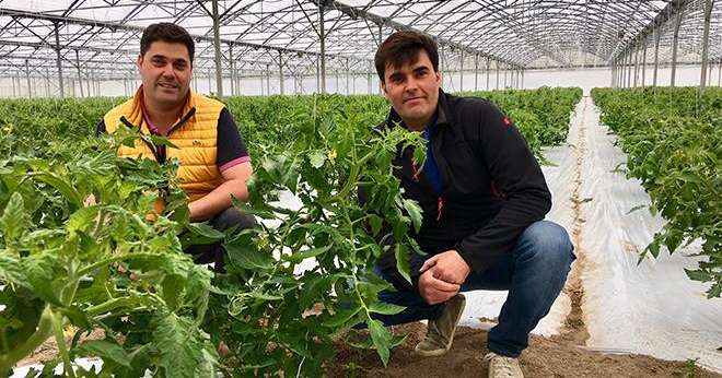 Damien et Jean-Édouard Brelet produisent cette année 5 000 m² de tomate Locabelle en pleine terre. Photo : O.Lévêque/Pixel Image