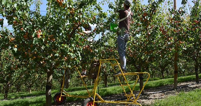 Les prévisions de récolte 2018 en abricots sont annoncées en recul de 14 % sur un an. Photo : C.Even/Pixel Image