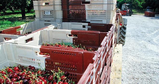Autoriser l'importation de cerises turques: un coup de canif dans la clause de sauvegarde? Photo : L. Theeten / Pixel Image
