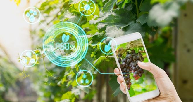 Smart Agri Food Innovation s’adresse aux start-up et aux entreprises innovantes dans les secteurs technologiques et numériques en lien avec l’agriculture, la viticulture et l’alimentation. Photo : lamyai/Fotolia