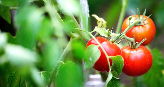 La production annuelle de tomate est estimée en léger recul par rapport à 2017. Photo : BestForYou 