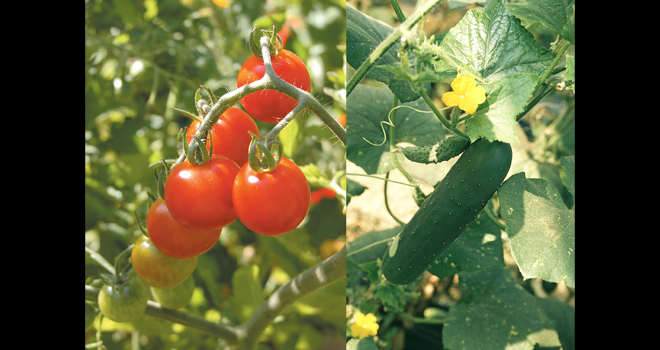Les producteurs de Tomates et concombres de France ouvrent leurs serres au public du 23 au 26 mai. Photo : Interfel