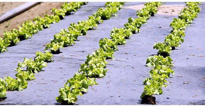 Le recyclage des plastiques agricoles usagés constitue en enjeu environnemental majeur. Photo : illustrez-vous