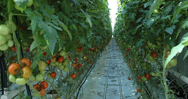 Le nouvel insecticide Eradicoat® de Certis a été appliqué sur plus de 25% des surfaces cultivées en tomates sous abri en France. Photo : O.Lévêque/Pixel Image.
