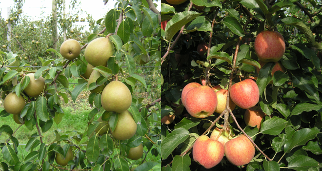 La station d’expérimentation de la Morinière organise une journée technique pomme-poire, le jeudi 28 juin 2018. Photo : DR
