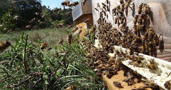 Face à la situation "alarmante" des abeilles, 135 élus veulent une application stricte de l'interdiction des néonicotinoïdes. Photo : unaf/christel bonnafoux