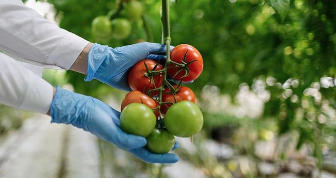 La task force européenne demande que les fruits et légumes soient davantage représentés dans le programme Horizon 2020. Photo : Wayhome Studio