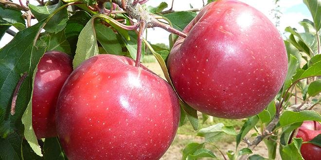 Galafab(cov) Gala Star® est une nouvelle variété de Star Fruits. © Star Fruits