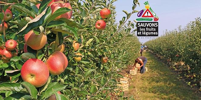 Dans un communiqué le Collectif Sauvons les Fruits et Légumes tient à souligner qu’ "il n'y a pas d’hécatombe dans les campagnes à cause des pesticides" ! Photo : Branex/Fotolia