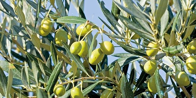 La production française d’huile d’olive devrait retrouver un niveau normal en 2017. Photo : Fotolia
