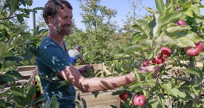 Pour les Côteaux Nantais, entreprise implantée près de Nantes et leader européen de l’arboriculture en biodynamie, la récolte 2017 en pommes et poires sera en baisse de 35 %. Photo : Coteaux Nantais