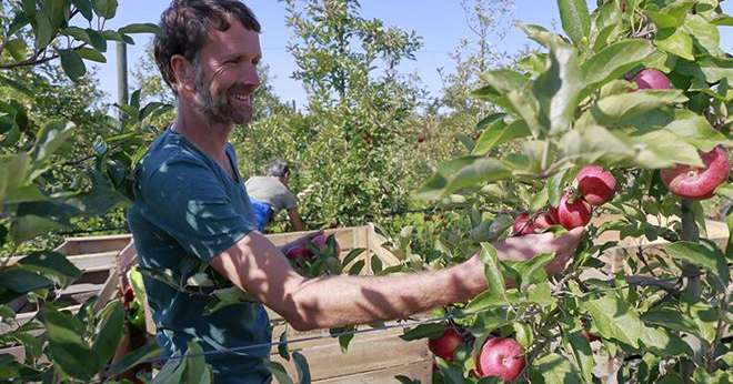 Pour les Côteaux Nantais, entreprise implantée près de Nantes et leader européen de l’arboriculture en biodynamie, la récolte 2017 en pommes et poires sera en baisse de 35 %. Photo : Coteaux Nantais