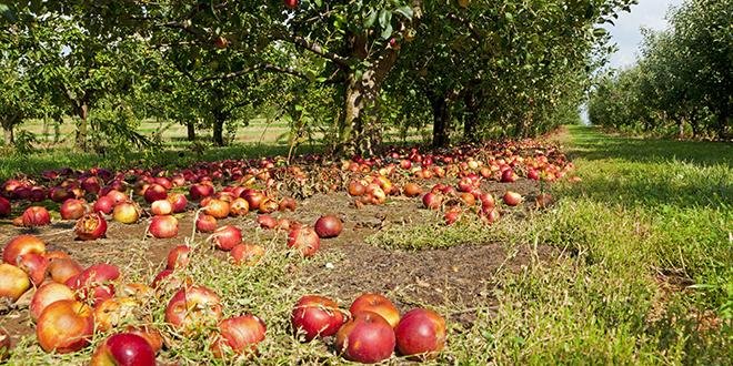 La production de patuline, une mycotoxine, est favorisée lorsque la surface de la pomme a été endommagée. Photo : Alexey Stiop