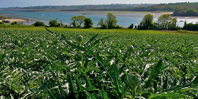 Du 19 juin au 14 juillet, un panel de près de 150 000 personnes va être sensibilisé à l’artichaut, légume emblématique de la côte Nord bretonne. Photo : Prince de Bretagne