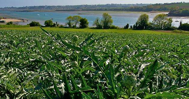 Du 19 juin au 14 juillet, un panel de près de 150 000 personnes va être sensibilisé à l’artichaut, légume emblématique de la côte Nord bretonne. Photo : Prince de Bretagne