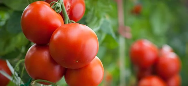 Un projet sur les tomates de goût
