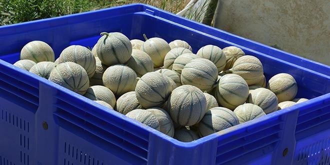 La récolte de melons français a débuté. Photo : CE/ Pixel Image