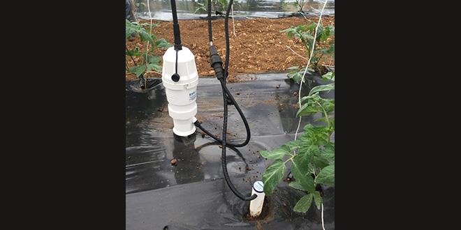 La sonde Sentek Drill and Drop 60 cm sur une culture de tomate. Photo : Ardepi