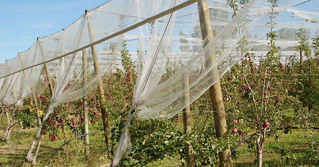 La pose de filets anti-insectes contre le carpocapse dans les vergers de pommiers est une des sept actions CEPP validées pour l'arboriculture fruitière. 