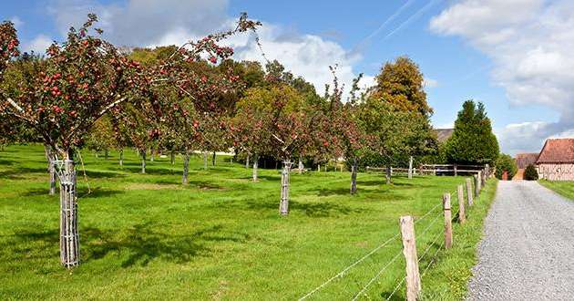 Le montant maximum de l'aide à la plantation est fixé à 1 000 €/ha. Photo : Gerhard1302/Fotolia