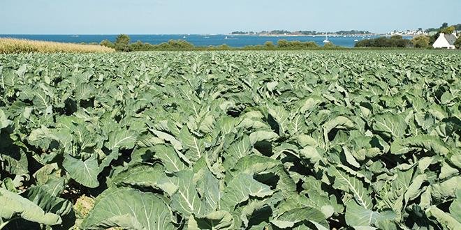 Le site Internet voit le jour dans un contexte de développement inédit de l'agriculture biologique en Bretagne. En production de légumes, avec 71 nouveaux engagements, 2016 est la meilleure année jamais enregistrée. D. Bodiou/Pixel image