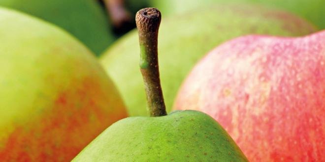 Fin février 2017, le niveau des stocks de pommes est inférieur de 6 % et celui des poires supérieur de 4 % à celui de fin février 2016.  Photo : Fotolia