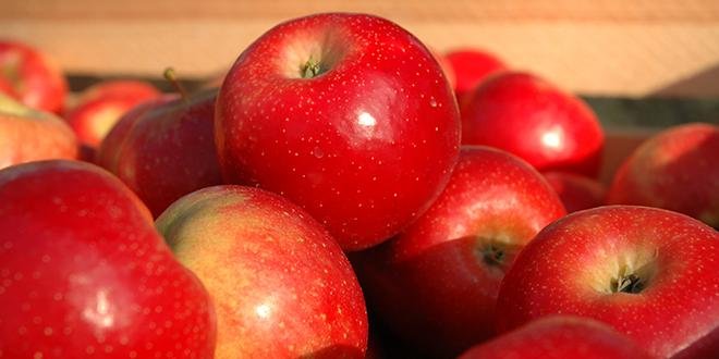 80% des pommes d’origine France commercialisées par TerreAzur le seront désormais sous le label "Vergers écoresponsables". © C.Poulain / Pixel Image