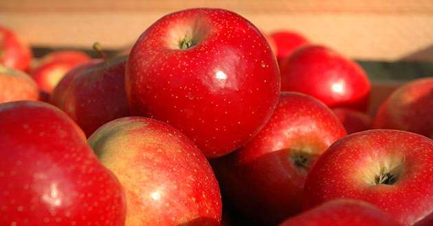 80% des pommes d’origine France commercialisées par TerreAzur le seront désormais sous le label "Vergers écoresponsables". © C.Poulain / Pixel Image