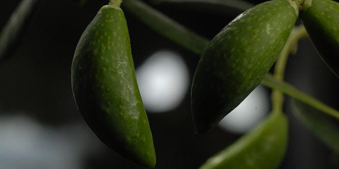 La « Lucques du Languedoc » est une olive verte entière, qui présente au niveau du fruit et du noyau une forme visuelle caractéristique asymétrique, en croissant de lune. Crédit photo : L'Oulibo